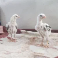جوجه لاری لاری لاری