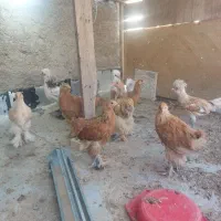 مرغ برهما حنایی و سلطان و جوجه