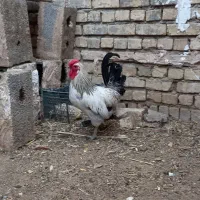 خروس