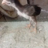 جوجه لاری