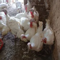 بوقلمون گوشتی