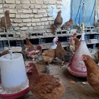 مرغ، تخمگذار