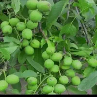 خریدگردو روی درخت و تکاندن گردو