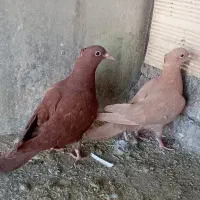 جوجه زرد و سرخ و پلنگ سیاه کرمانی