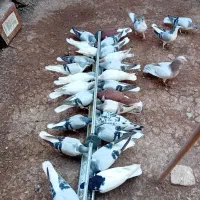 کبوتر