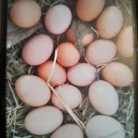 تخم مرغ|حیوانات مزرعه|زنجان, |دیوار