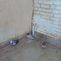 ۳عددکاشانی بفروش میرسد