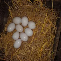 تخم نطفه دار اردک