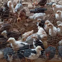 فروش جوجه های یکماه لاری و گلین