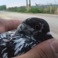 کبوتر|پرنده|خان ببین, |دیوار