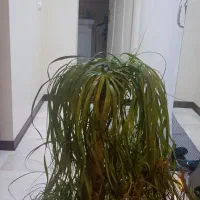 90متر، دوخواب، حیاط دار، مشارکت ساخت