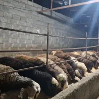 بره پرواری