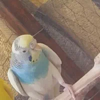 عروس هلندی نر و مرغ عشق ماده