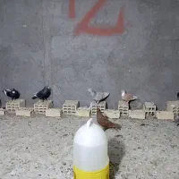 کفتر|پرنده|زاهدان, |دیوار