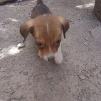 سگ پاکوتا سایز۲