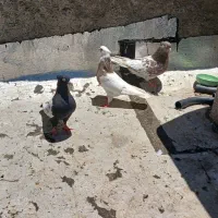 کبوتر سینه و  کله  ماده