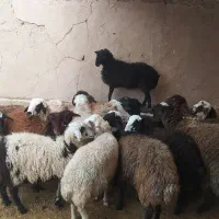 ۲۴ راس بره نروماده