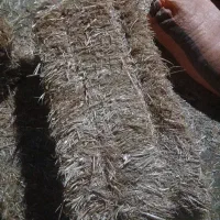 کارگرگاوداری
