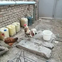 خروس گلین چهل تاج