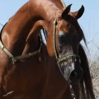 فروش چند رئس اسب عرب