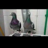پلاکی جان آردن
