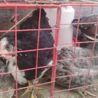 خروس نژاد دار