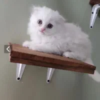 گربه اسکاتیش و بریتیش