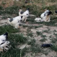 فروش جوجه برهما ۱۰۰ روزه