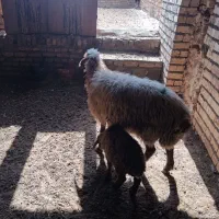 ۱عدد میش بره دار فروشی،