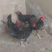 4 تا خروس جوان