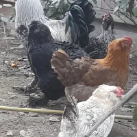 فروش خروس و مرغ در شیرگاه