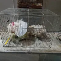 قفس پرنده