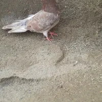 سرور ماده