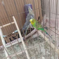 واگذاری پرنده قبول می کنم