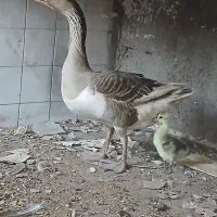 یک غاز دورگ با یک جوجه نر 15 روزه
