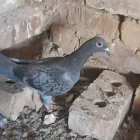 کفتر
