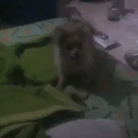 توله پامرین خرسی عروسکی