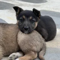 واگذاری رایگان