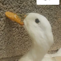 تخم اردک