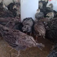 جوجه قلمون
