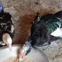 جفت غاز اکراینی قیمت ۳۰۰۰۰۰۰