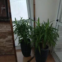 آینه قدی با چوب بامبو