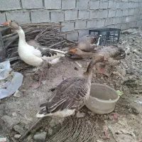 پرنده