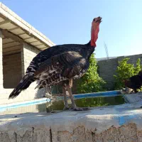 بقلمون خروس