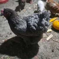 مرغ برهما دارم  کاملا سالم قره گاش گوز