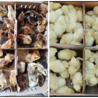 کارگر ساده برای کار در مرغداری