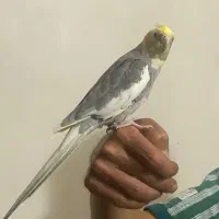 عروس هلندی
