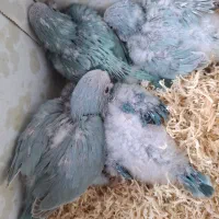 راهب سرلاکی