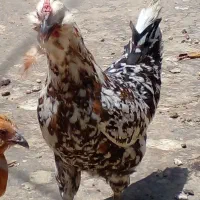 مرغ گلین