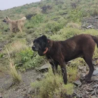سگ نژاد دار